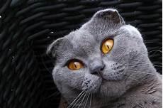 普通宠物猫价格及品种